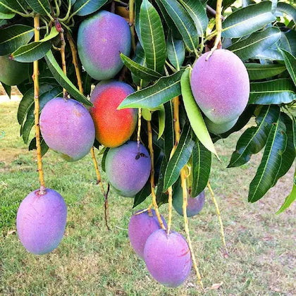 Irwin Purple Mango Fruit Plant - Naturemart.in