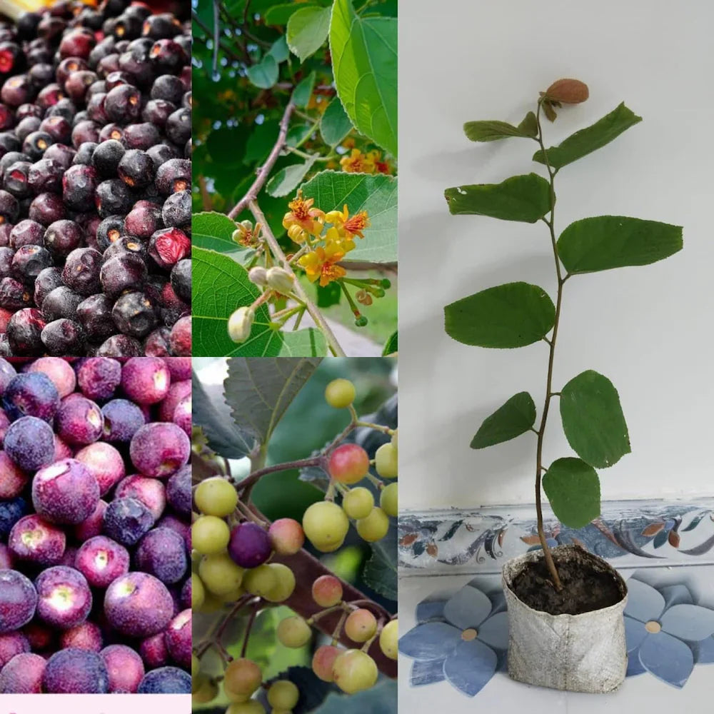 Falsa Fruit Plant For Gardening - Naturemart.in