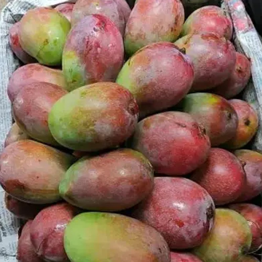 Gulab Khas Mango Plant (Grafted) - Naturemart.in