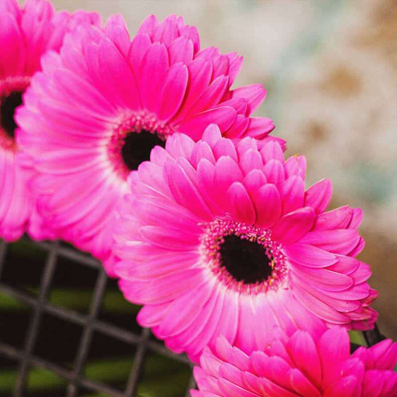 Gerbera Perennial Flower Plant (Pink) - Naturemart.in