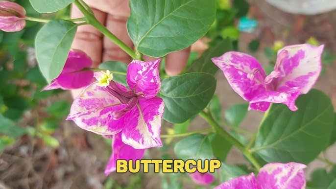 BUTTER CUP top rare bougainvillea