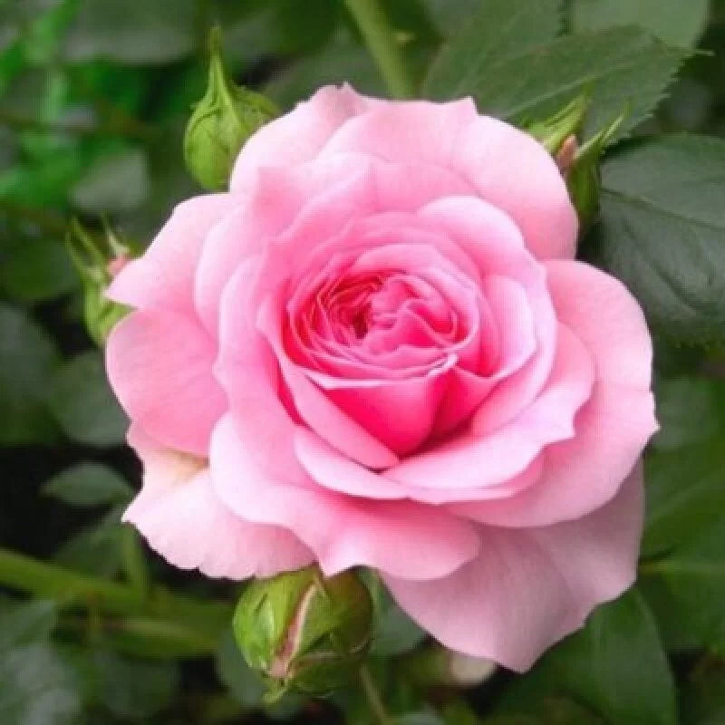 Hybrid Grafted Pink Colour Rose - Naturemart.in