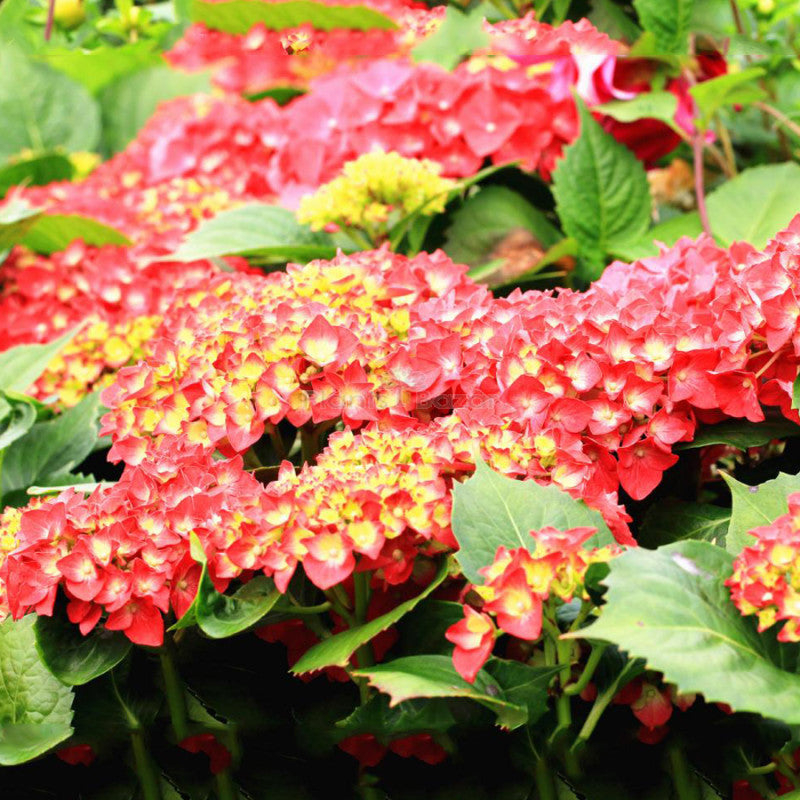 Hybrid Hydrangea Plant For Gardening - Naturemart.in
