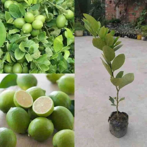 Seedless Lemon Fruit Plant-Grafted - Naturemart.in