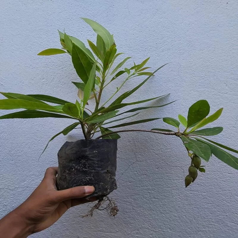 Hybrid Rudraksha Plant For Home Garden - Naturemart.in