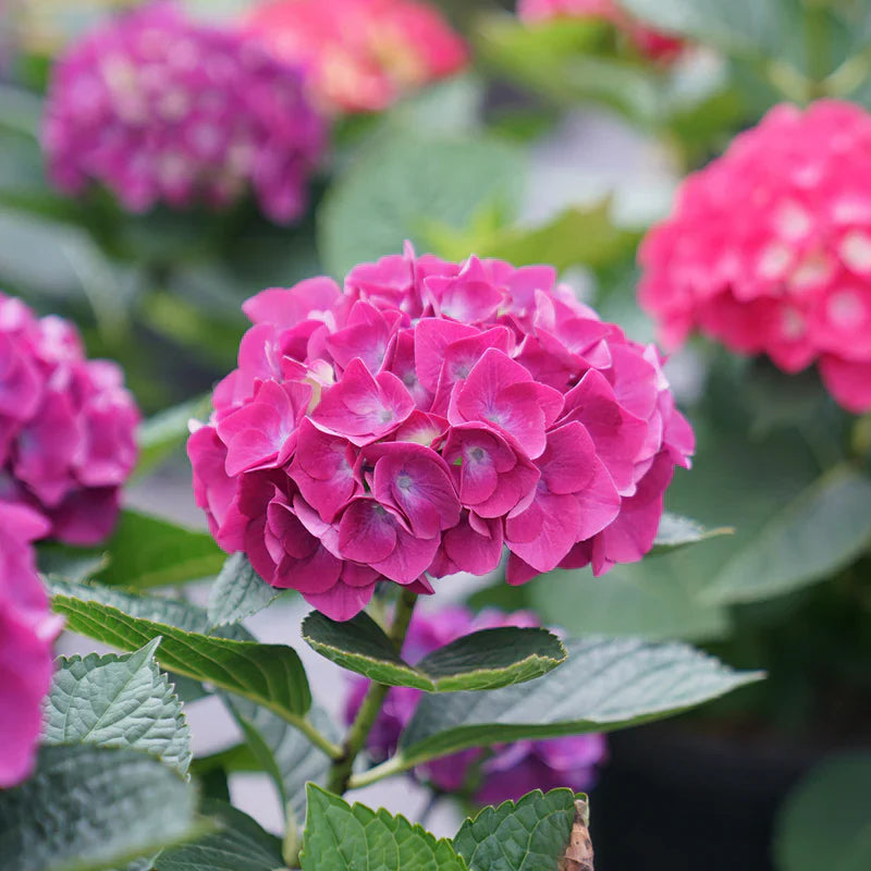 Hybrid Hydreangea Plant For Gardening - Naturemart.in
