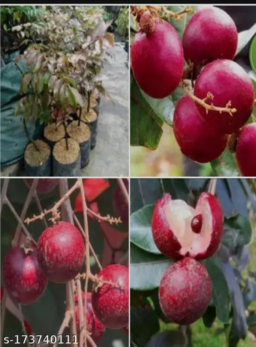 Rubi Ranghon Fruit Plant Grafted - Naturemart.in
