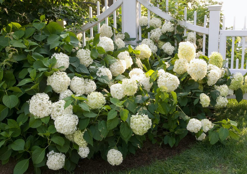 Hydrengea Flowers Plant-White Colour - Naturemart.in
