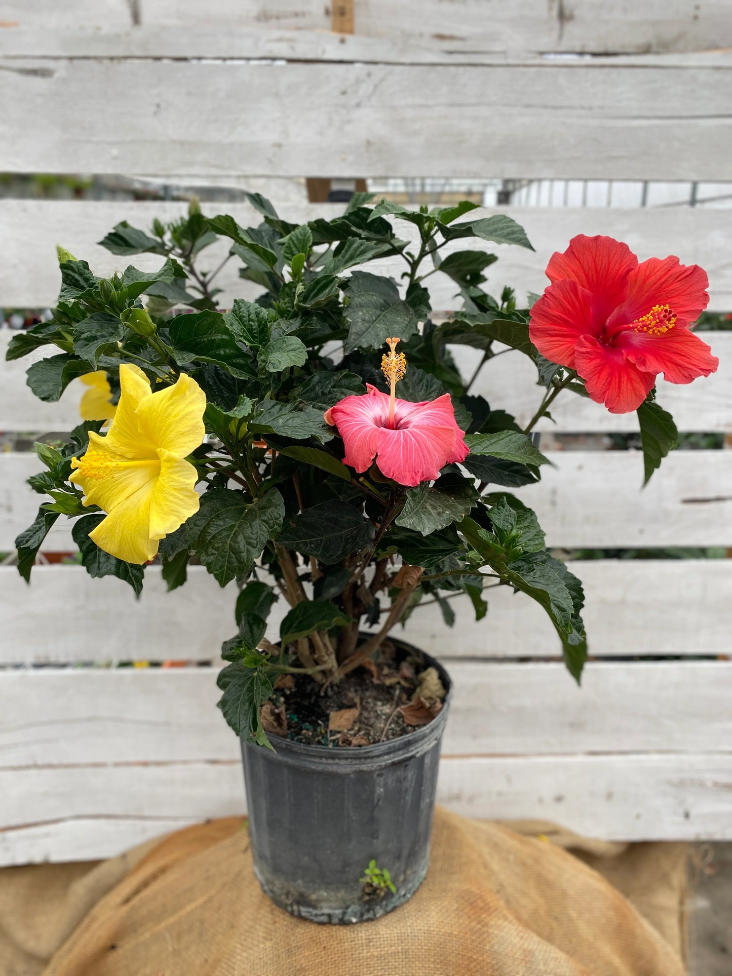 Multi-Grafted Hibiscus Plant(4-6) Colour - Naturemart.in