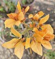Buterfly Yellow Bougainvillea flower plant
