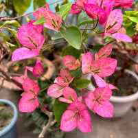 Lady Bird Bougainvillea flower plant