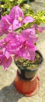 Moonlight Tanglong Bougainvillea flower plant