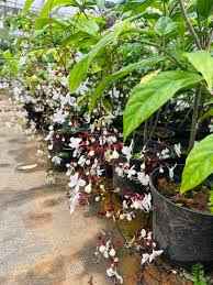 Chains of glory plant | Light bulbs plant | Clerodendrum smithianum starter plant