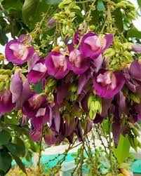 Rare Red Butterfly Pea(Red Aparajita)Flower Plant