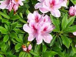 Azalea pink mist flower plant