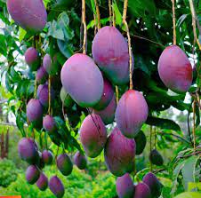 Black Stone Mango Plant-Grafted - Naturemart.in