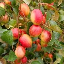 Grafting All Time Red Apple Ber- Fruit Plants - Naturemart.in