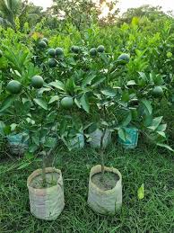 Vietnam All Time Malta Orange Plant - Naturemart.in