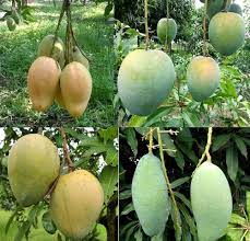 Grafted Bari-11 Mango Fruit Plant - Naturemart.in