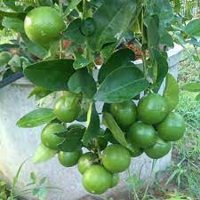 Thai Patti Lemon Fruit Plant - Naturemart.in