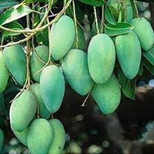 All Time Mango Fruit Plant Grafted - Naturemart.in