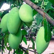 All Time Mango Fruit Plant Grafted - Naturemart.in