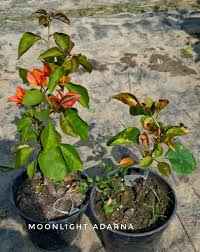Moonlight Adarna Bougainvillea (new Rare variety)