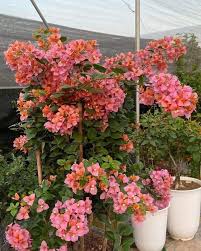 Mahathir pink bougainvillea flower plant