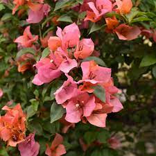 Mahathir pink bougainvillea flower plant