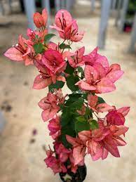 Pink Alora Bougainvillea Flower Plant (Rare)