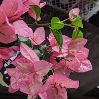 Pink Alora Bougainvillea Flower Plant (Rare)