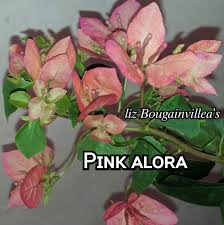 Pink Alora Bougainvillea Flower Plant (Rare)