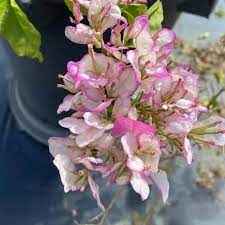 Bidadari Bougainvillea Flower Plant