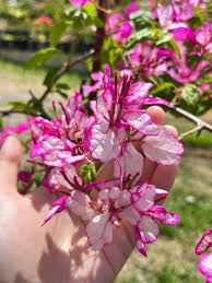 Bidadari Bougainvillea Flower Plant