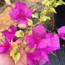 Thamlong Beauty Bougainvillea Flower Plant