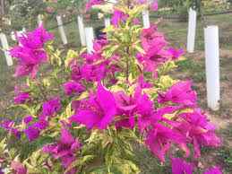 Thamlong Beauty Bougainvillea Flower Plant