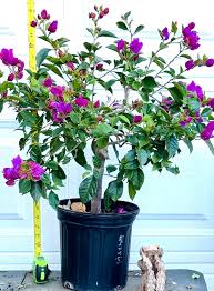 Butter Cup Bougainvillea(Top Rare)- Vibrant Ornamental Plant for Stunning Gardens
