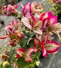 Wajid Red Bougainvillea Flower Plant For Gardening