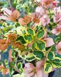 Taiwan Girl Bougainvillea Flower Plant For Gardening