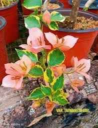 Taiwan Girl Bougainvillea Flower Plant For Gardening