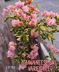 Taiwan Girl Bougainvillea Flower Plant For Gardening