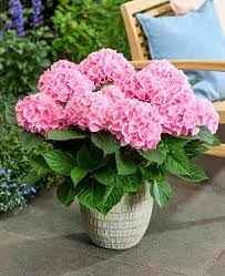 Hydrangea Flower plant