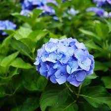 Hydrengea Flowers Plant For Home Garden - Naturemart.in