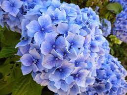 Hydrengea Flowers Plant For Home Garden - Naturemart.in