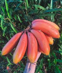 Sweet Red Banana Fruit Plant - Naturemart.in