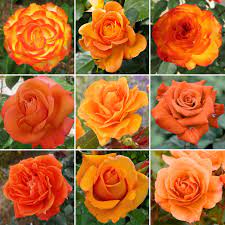 Hybrid Grafted Orange Colour Rose Plant - Naturemart.in