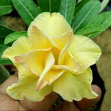 Rose Variety Adenum Flower Plant For Home Garden(Y) - Naturemart.in