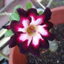 Rose Variety Adenum Flower Plant For Home Garden - Naturemart.in