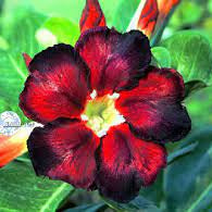 Rose Variety Adenum Flower Plant For Home Garden - Naturemart.in