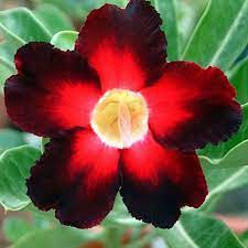 Rose Variety Adenum Flower Plant For Home Garden - Naturemart.in